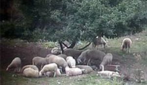 Najveći dalmatinski pastir