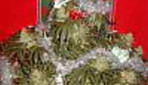 BOŽIĆNI OBIČAJI: Pokloni pod stabljikom marihuane, a u adventskom kalendaru zelena iznenađenja
