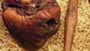 OSTATCI NEČASTIVOG: Pogledajte vampirsko srce utrapljeno na eBayu