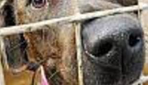 TKO NE VOLI ŽIVOTINJE NE VOLI NI LJUDE: Svi mogu pomoći, samo ako to žele