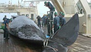 I kitove ubijaju, zar ne?