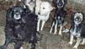 VOLONTERSKA LJUBAV: Ovdje telefoni ne prestaju zvoniti