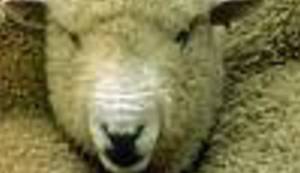 BILJEŽNICA ROBIJA K.: Juriš na piramide