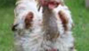 BILJEŽNICA ROBIJA K.: Doli kokoš!