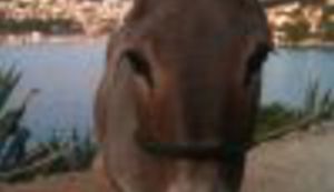 ŠTO JE LUPIGA SNIMIO PROŠLOG TJEDNA: Skok u Vis, Hvar i Split