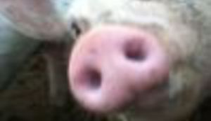 ŠTO JE LUPIGA SNIMIO PROŠLOG TJEDNA: Životinjska farma i život životinja