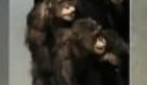 POTRESNO: Laboratorijske čimpanze prvi put na slobodi! Pogledajte njihovu radost!