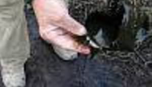 Naftna groznica u Bosni by Boris Dežulović