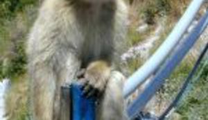 Majmuni rade za Britance!