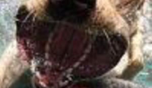 NAJBOLJA GALERIJA FOTOGRAFIJA U SVEMIRU: Pogledajte morske pse kakve nikad niste vidjeli!