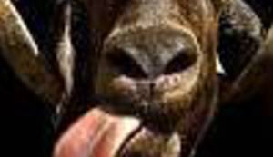 PIŠI KUĆI PROPALO: Znate li što su zatipak, dodirnik, iskočnik, rječarenje i zapozorje?