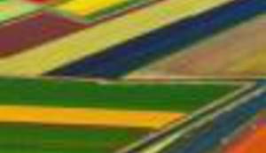 CVJETOZEMLJE: Uronite u raskošne boje nizozemskih tulipana