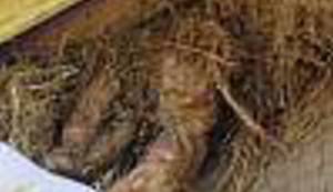 KUĆA IZ BAJKI: Pogledajte kako fantastično može izgledati kuća od blata i slame