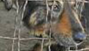 NI ZA LJUDE NI ZA ŽIVOTINJE: Gradonačelniče ovo je i Vaš problem