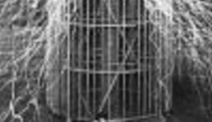 PREKO KOLERE DO NOBELA: Biografija jednog genija