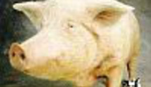 Čovjek sa "svinjskim cipelama"