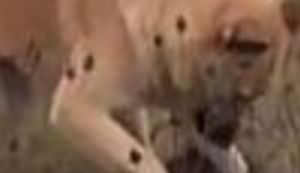 RUSKI ROMEO I JULIJA: Tjedan dana čuva mrtvu partnericu i ne pušta nikog blizu, u nadi da će ona oživjeti