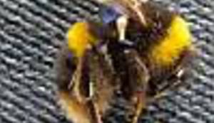 ČARI ANIMACIJE: Pogledajte 'najkrupniju' i 'najsitniju' svjetsku animaciju