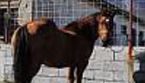 REPORTAŽA: Lupiga u 'srpskom' Mostaru, jednoj od najsiromašnijih općina na Balkanu