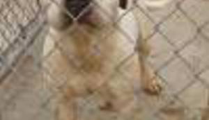 KAD MAJKA SVAŠTA RODI: Svog psa proglasio 'pederom' i odlučio ga ubiti