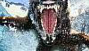 NAJBOLJA GALERIJA FOTOGRAFIJA U SVEMIRU: Pogledajte morske pse kakve nikad niste vidjeli!