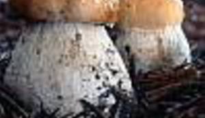 BERAČ ŠPAROGA VS DRŽAVA: Ukoliko ne dođete bit ću vam prisiljen ispostaviti račun za skladištenje, čuvanje, obradu ...