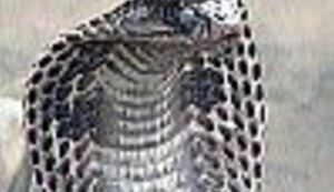 Za carinu ništa osim kobri