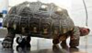 Kornjača s kotačićima