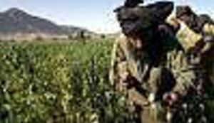 Veliko polje opijumskog maka