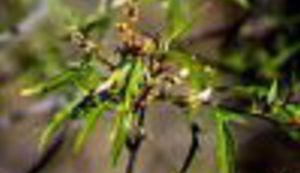 Alergija naša svagdašnja