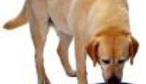 Kuja Dona iz Križevaca optužena da je pojela susjedov mercedes