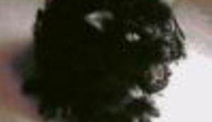 Teheranske mačke grizu