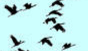 Ptice na žici kvare televizore i veš mašine