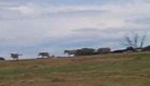 Majko odvedi me, odvedi me u maju na Brione ...