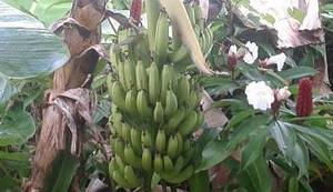 DNEVNIK HRVATSKOG USELJENIKA NA KARIBE: Od posla još uvijek ništa, ali zato je bilo vremena za tulumarenje 