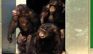 KRAJ JEDNE MONSTRUOZNE PRIČE: Laboratorijske čimpanze prvi put na slobodi! Pogledajte njihovu radost!