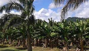 DNEVNIK HRVATSKOG USELJENIKA NA KARIBE: Tko mi je kriv što sam završio politologiju, da sam liječnik već bih radio