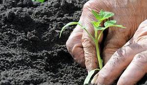 UN: Probudimo se prije nego što bude prekasno - male farme organske hrane jedini su način da prehranimo svijet