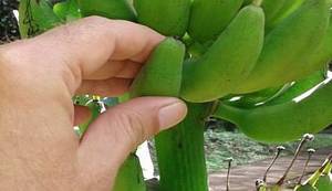 DNEVNIK HRVATSKOG USELJENIKA NA KARIBE: Tu sam već tri mjeseca i otkrit ću vam kako liječim nostalgiju za domovinom