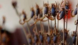 MNOGE SU JEFTINE PREDRASUDE SRUŠENE: Hutonzi umiru, nauštrb nekih novih kineskih zidova