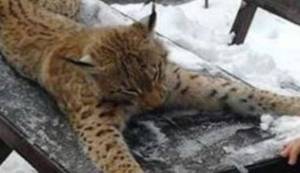 BORIS DEŽULOVIĆ: Balada o risu ili metafizika istosti