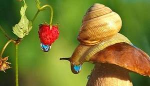 FOTOGRAFIJE KOJE SU NAS OČARALE: Magični svijet puževa