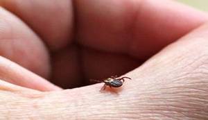 KONFABULATOR: Hrvatske šume u svoj cjenik uvrstile i krpelje, nećete ih više besplatno nositi iz šume