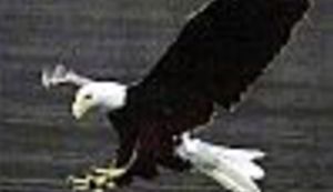 Leteća neman zbunjuje znanstvenike, a plaši žitelje Aljaske