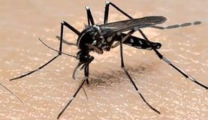 KRVOPIJE U POPLAVLJENIM PODRUČJIMA: Pogledajte fotografije pa recite biste li vi mogli živjeti uz ovoliko komaraca!