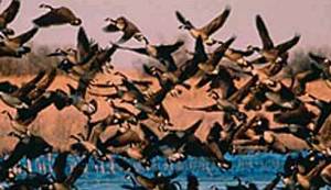 PRIČA IZ ZAGREBNOG ŽIVOTA EDE POPOVIĆA: Čekajući divlje guske