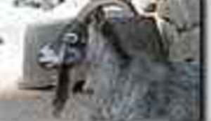 Dokazan homoseksualizam u životinjskom svijetu