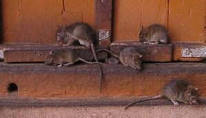 PRIČA IZ ZAGREBNOG ŽIVOTA IVANE SIMIĆ BODROŽIĆ: Najezda