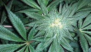 PRIČA IZ ZAGREBNOG ŽIVOTA GORDANA DUHAČEKA: Zelena noć