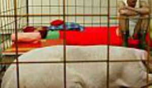 Zajedno sa svinjom protiv rata